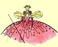 Glinda