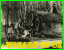 1950sSet-d.jpg