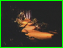 bth-21.jpg