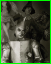 Jack-2.jpg