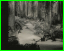 Nov-1938-LionForest.jpg